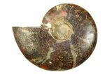 Cut & Polished Ammonite Fossil (Half) - Madagascar #308088-1